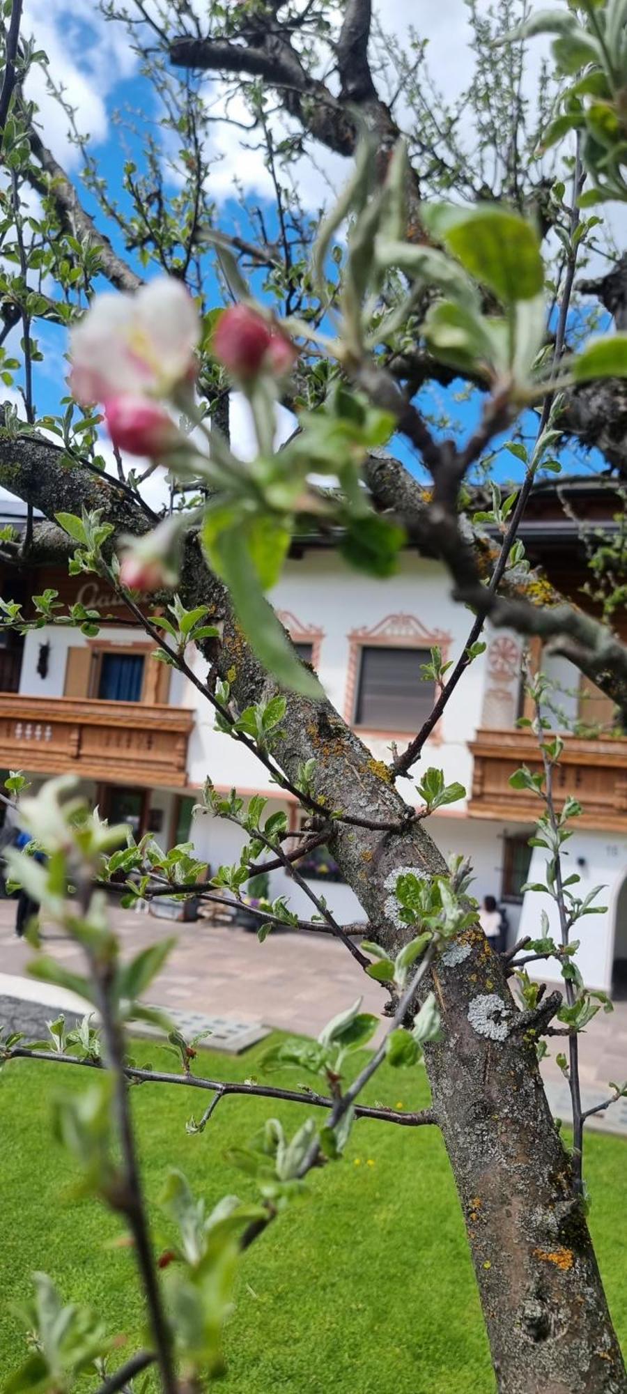 B&B Ciauceia Sëlva Buitenkant foto